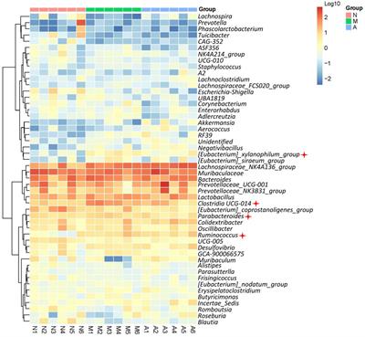Astragaloside IV improves the pharmacokinetics of febuxostat in rats with hyperuricemic nephropathy by regulating urea metabolism in gut microbiota